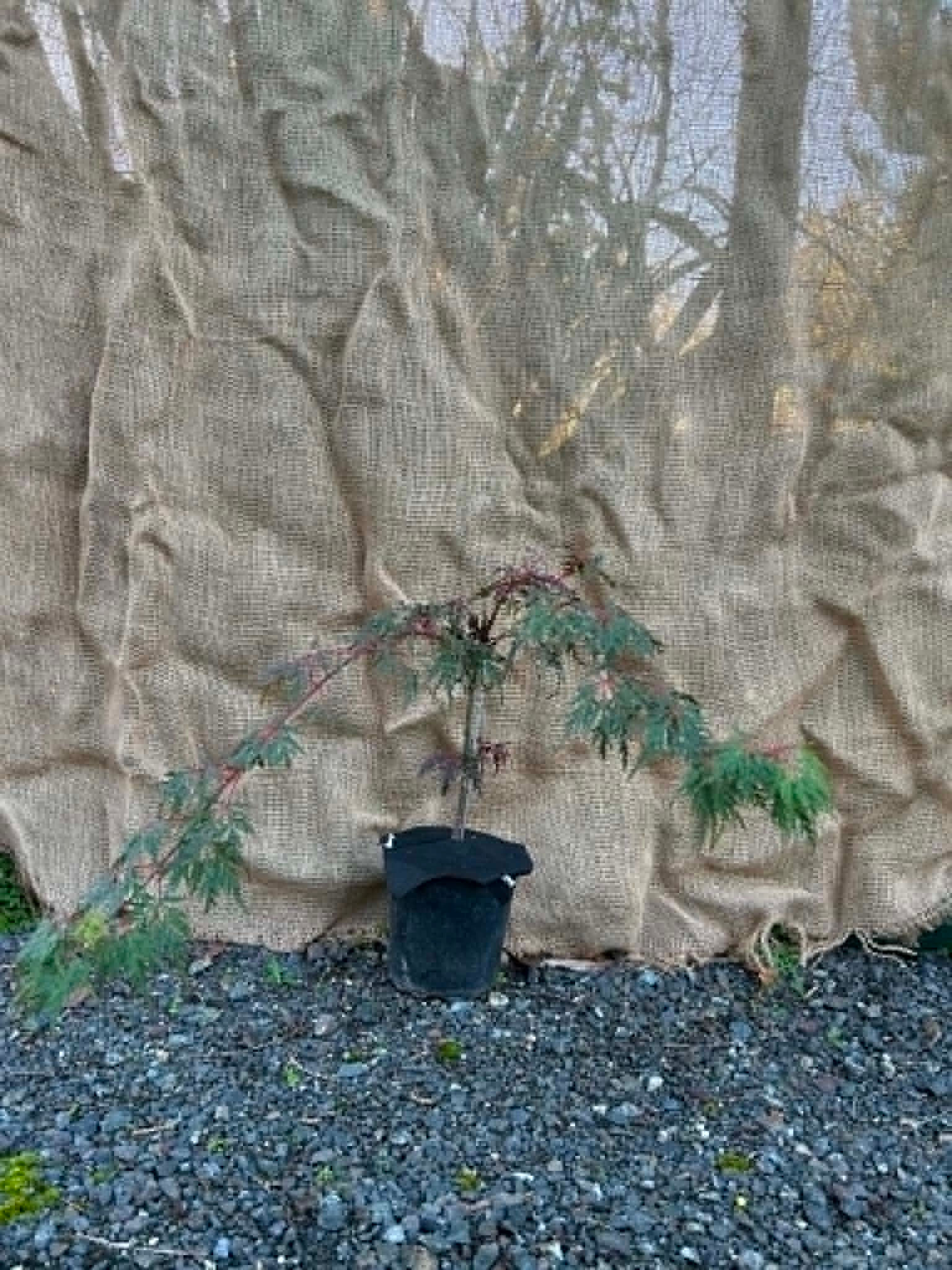 Acer Dissectum Atropurpureum