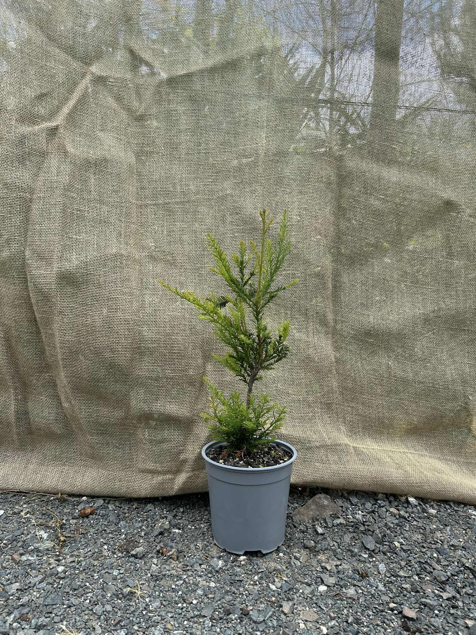 Redwood (Sequoia sempervirens)