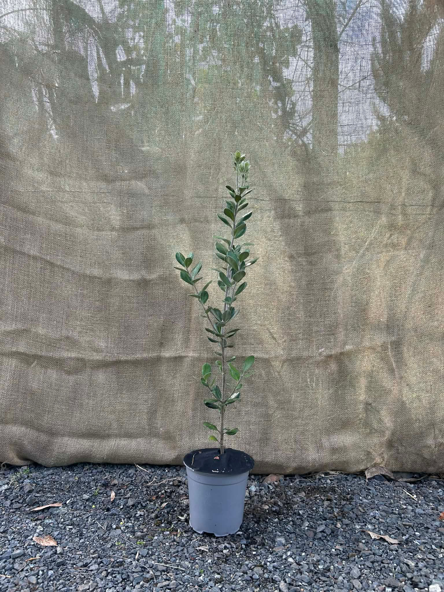 Karo, Pittosporum crassifolium (NZ Native)