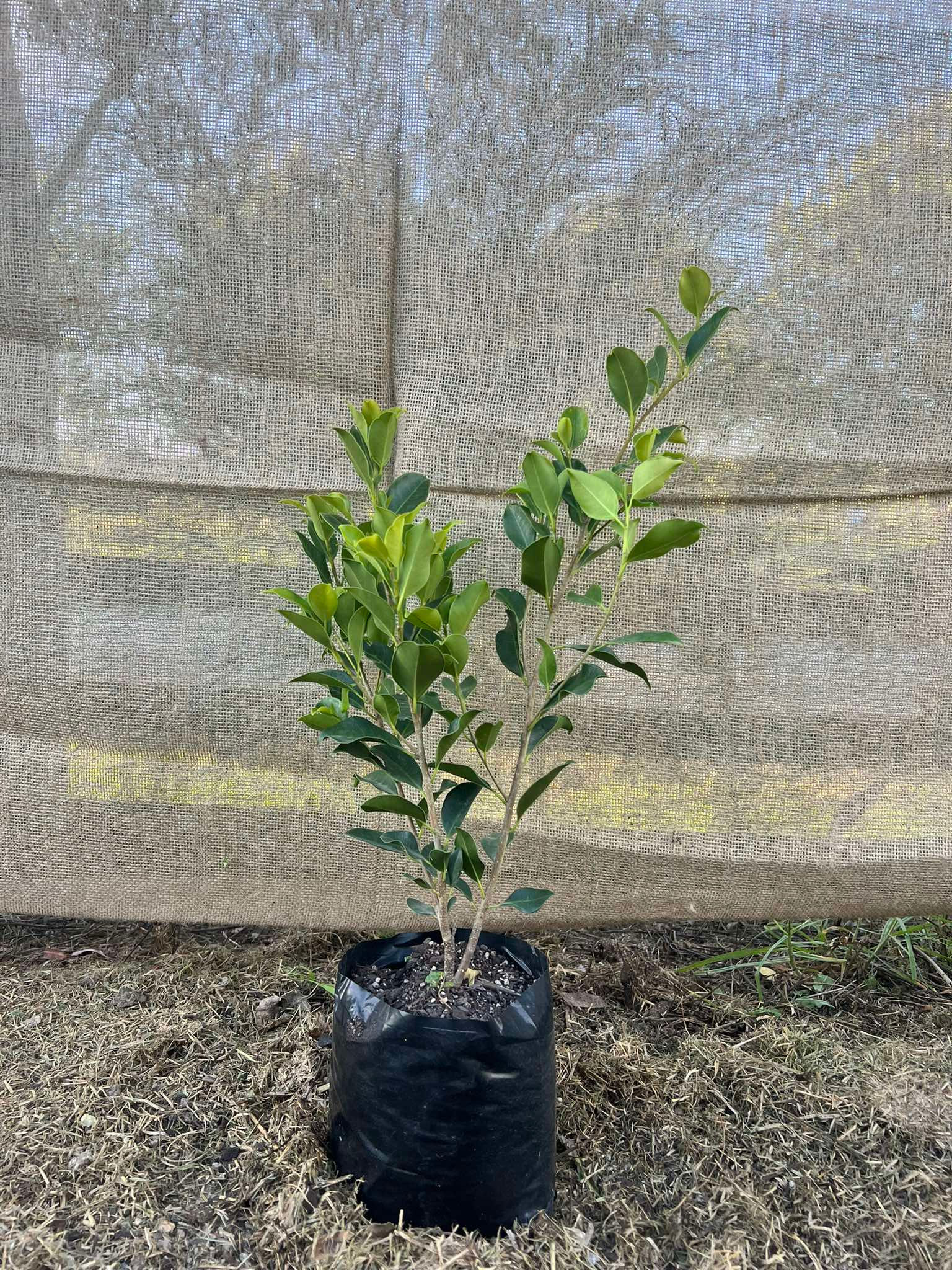 Camellia sasanqua setsugekka