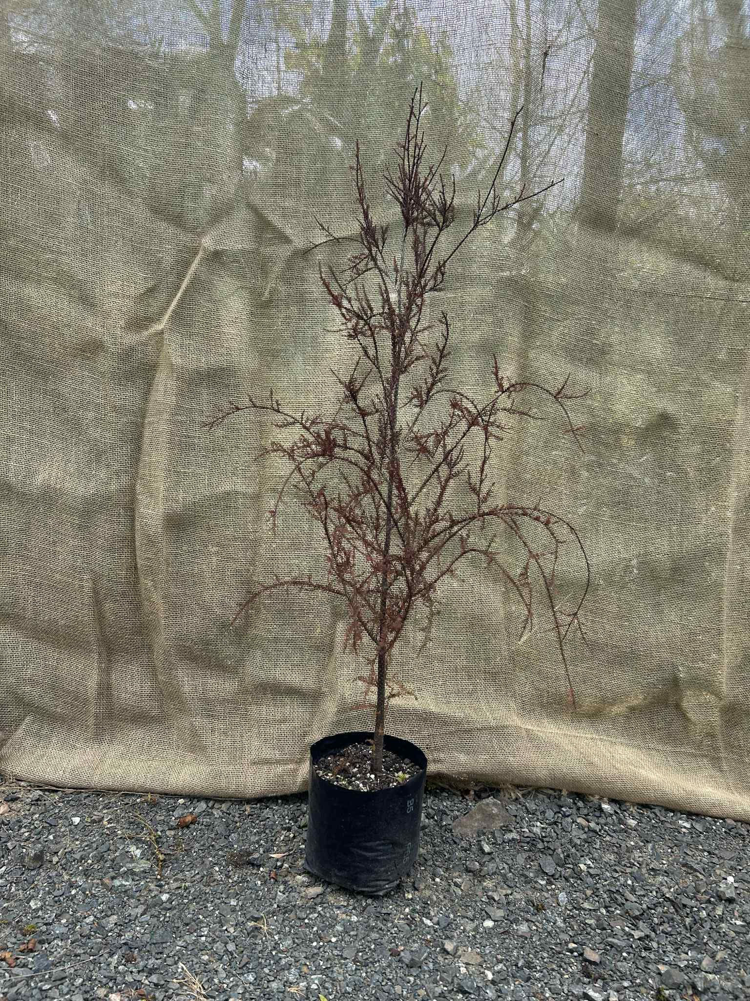 Kahikatea (Dacrycarpus dacrydioides)