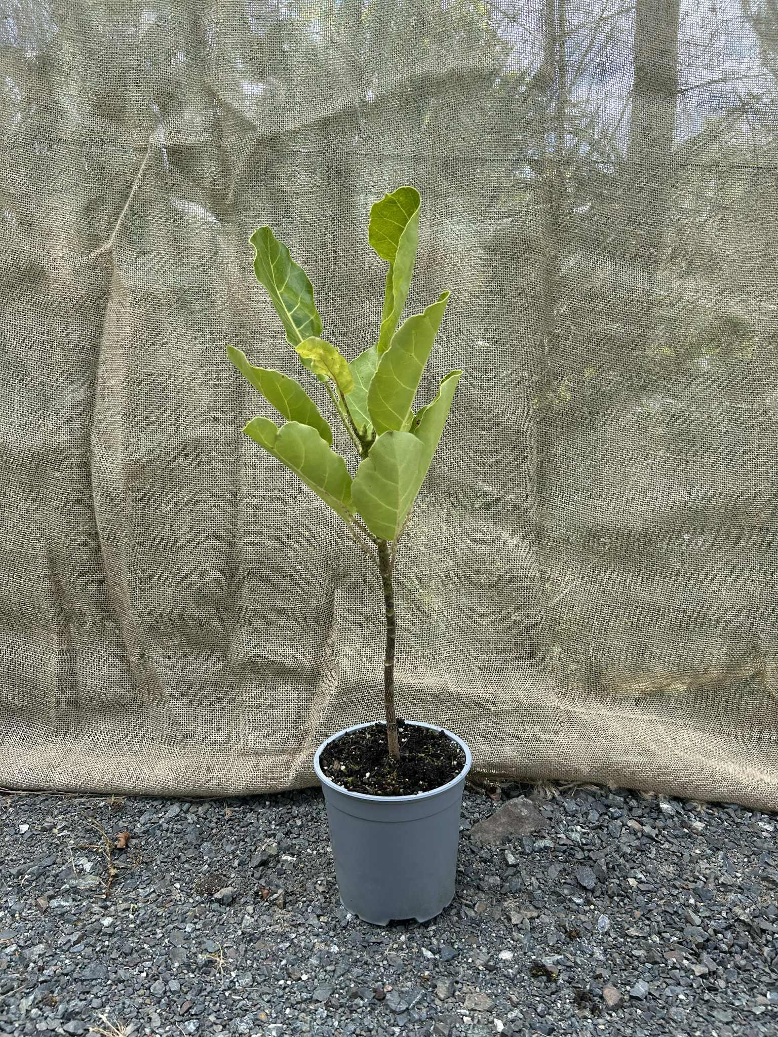 Puka (Meryta sinclairii)