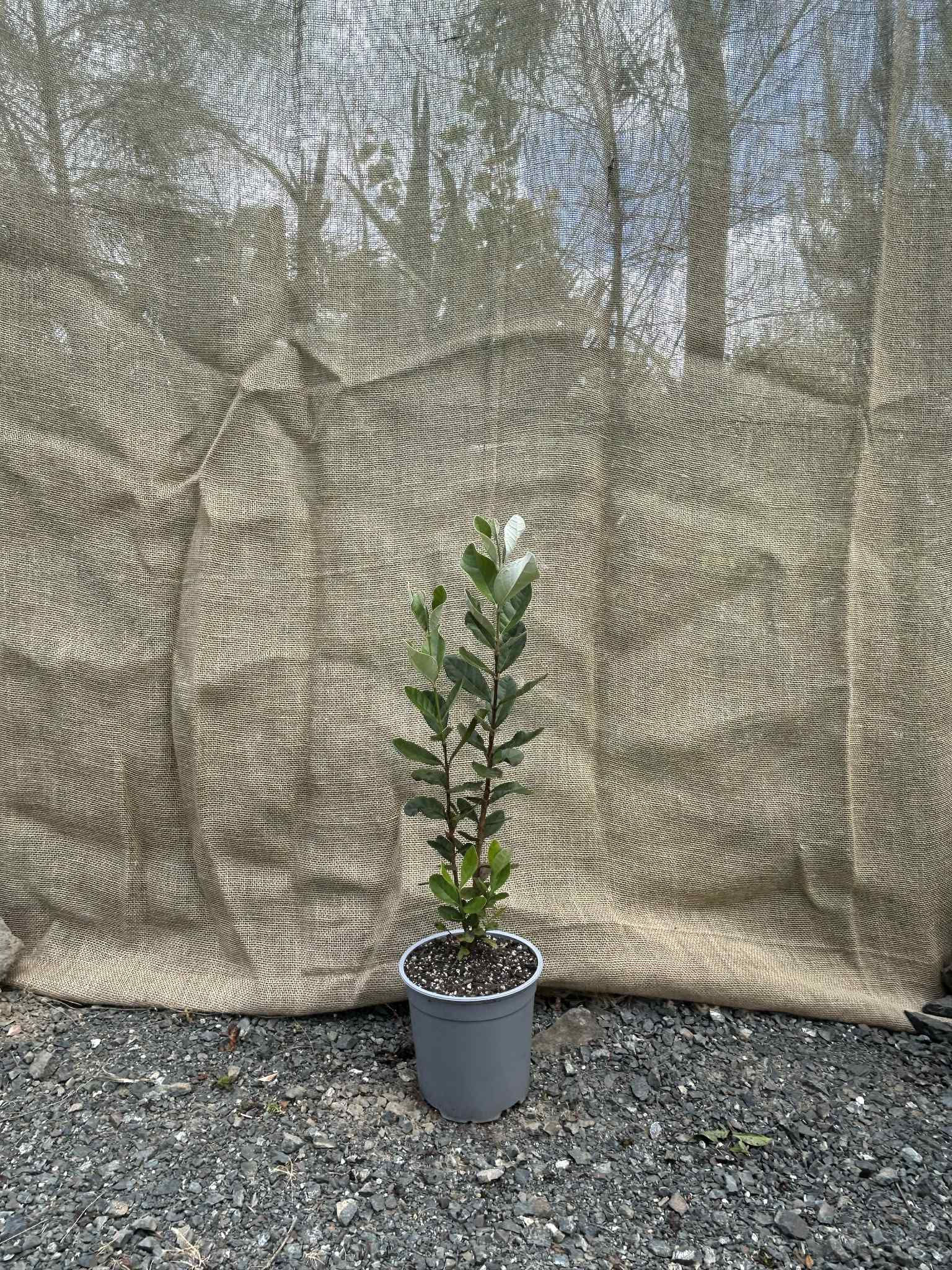 Feijoa (Acca sellowiana)