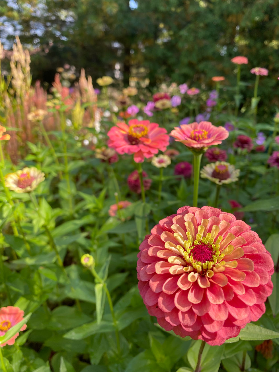 Best Cut Flowers to Grow from Seed