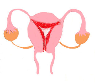 uterus 1 final.jpg