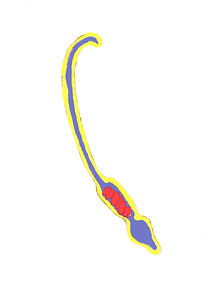 sperm final.jpg