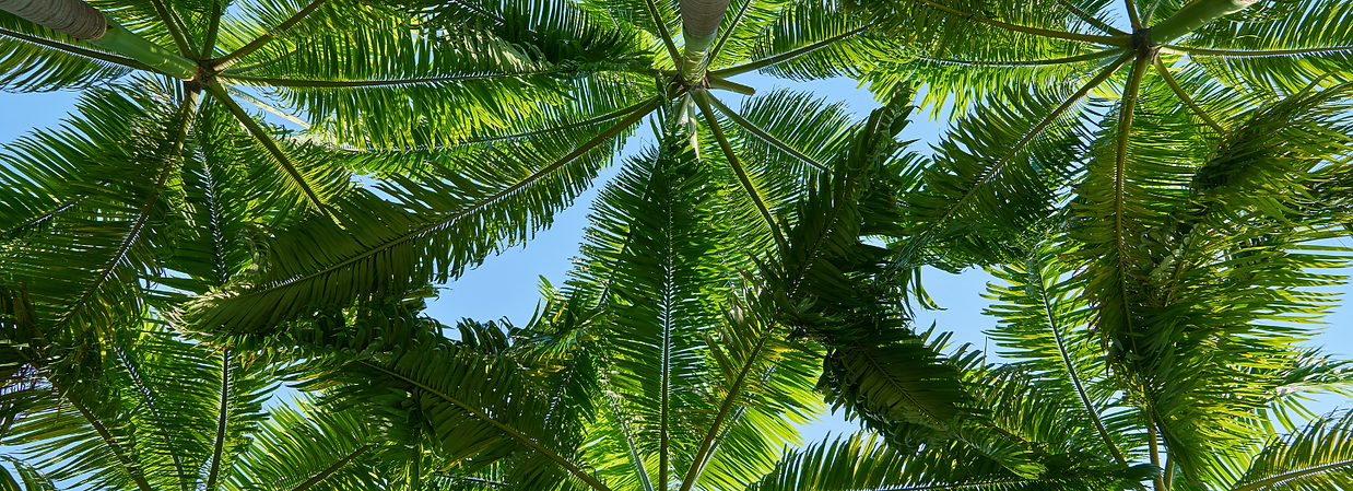 pool and palms.png