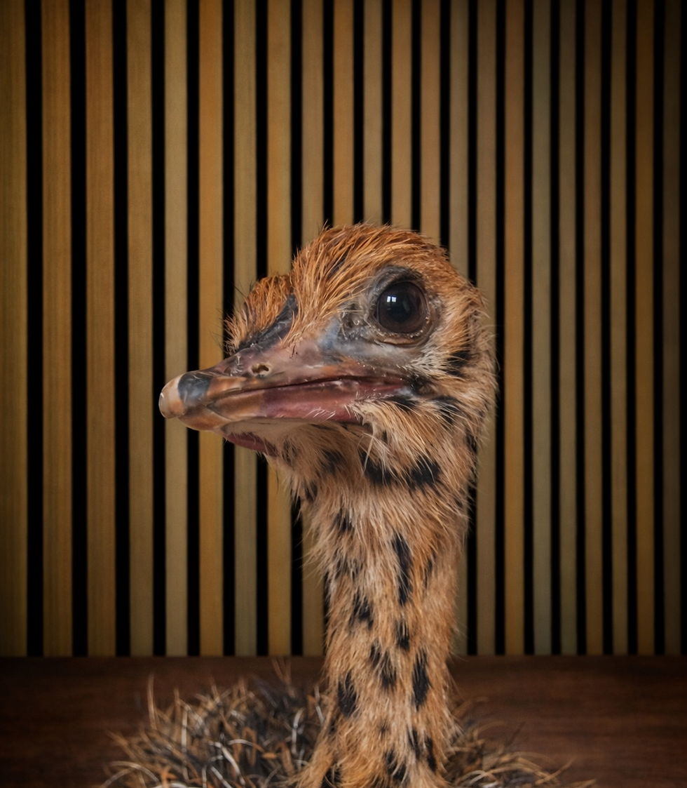 Thumbnail: Young Ostrich Momo. 