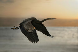 Heron Campbell River 