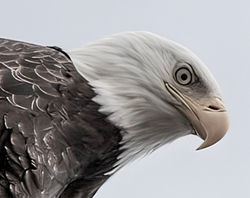 Eagle close up Shot