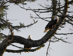 Pair of Eagles
