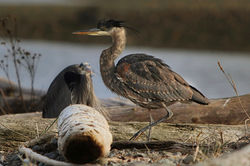 Heron Saratoga Beach