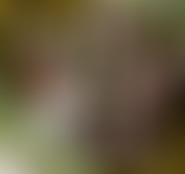 oggi otto エッセンシャルオイル