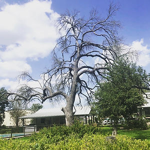 HighRiskTreeRemoval.JPG