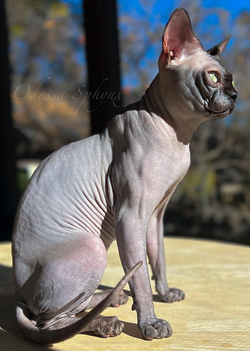 Black Sphynx
