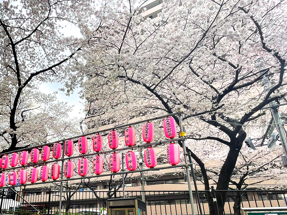 Cherry blossom trees behind traditional Japanese lights