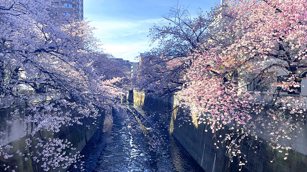 Omokagebashi river with cherry blossom trees