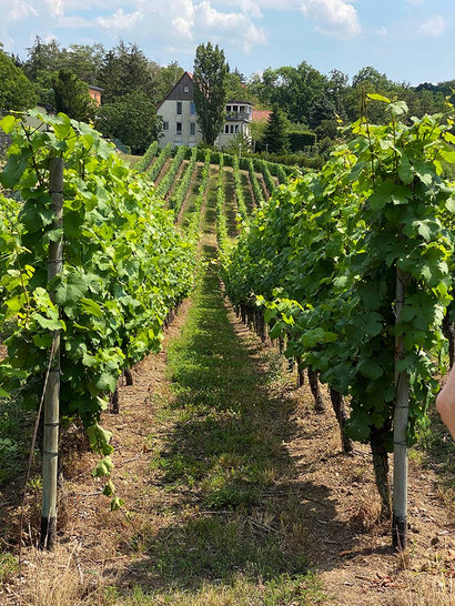 weinberg-kapitelberg-ricco-haensch-ts-03