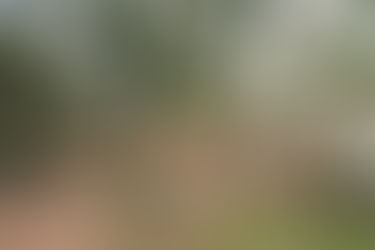 Home exterior surrounded by trees