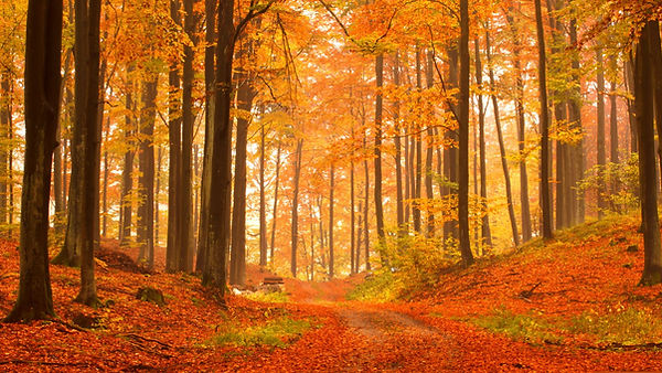 SoniCentric transforms any environment with stunning 4K relaxing videos designed to create calm, focus, and peace.