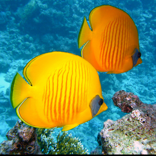 fish, fish tank, aquarium, tropical fish, ocean, ocean waves, waves, asmr, relaxation, ambience, ambient