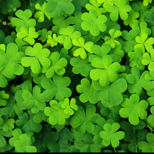 st patricks day, st pattys day, leprechaun, irish, ireland, irish songs, irish music, ambient, ambience, relaxation, holidays