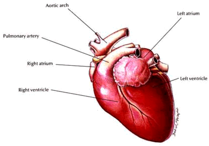 Nursing the Congestive Heart Failure Patient