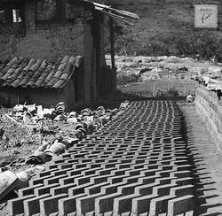 Sem Título (c.1950)