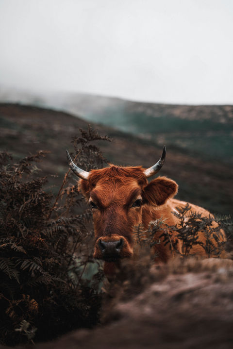 mucca.jpeg