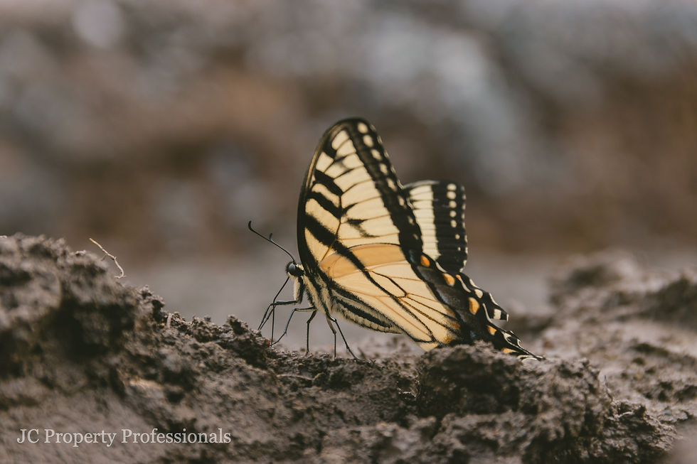 Eastern Tiger Swallowtail in Dirt