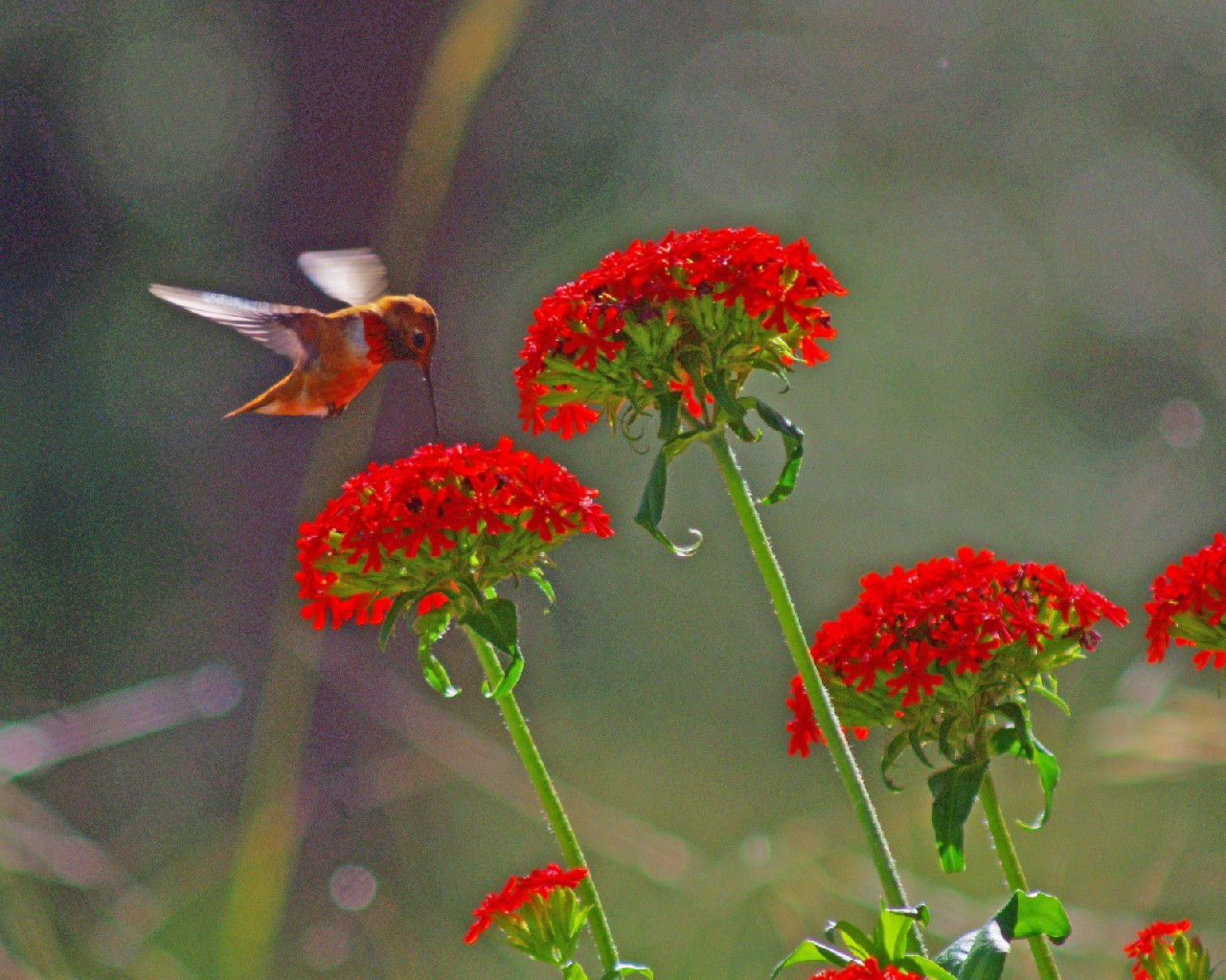 Hummingbird Loves Red