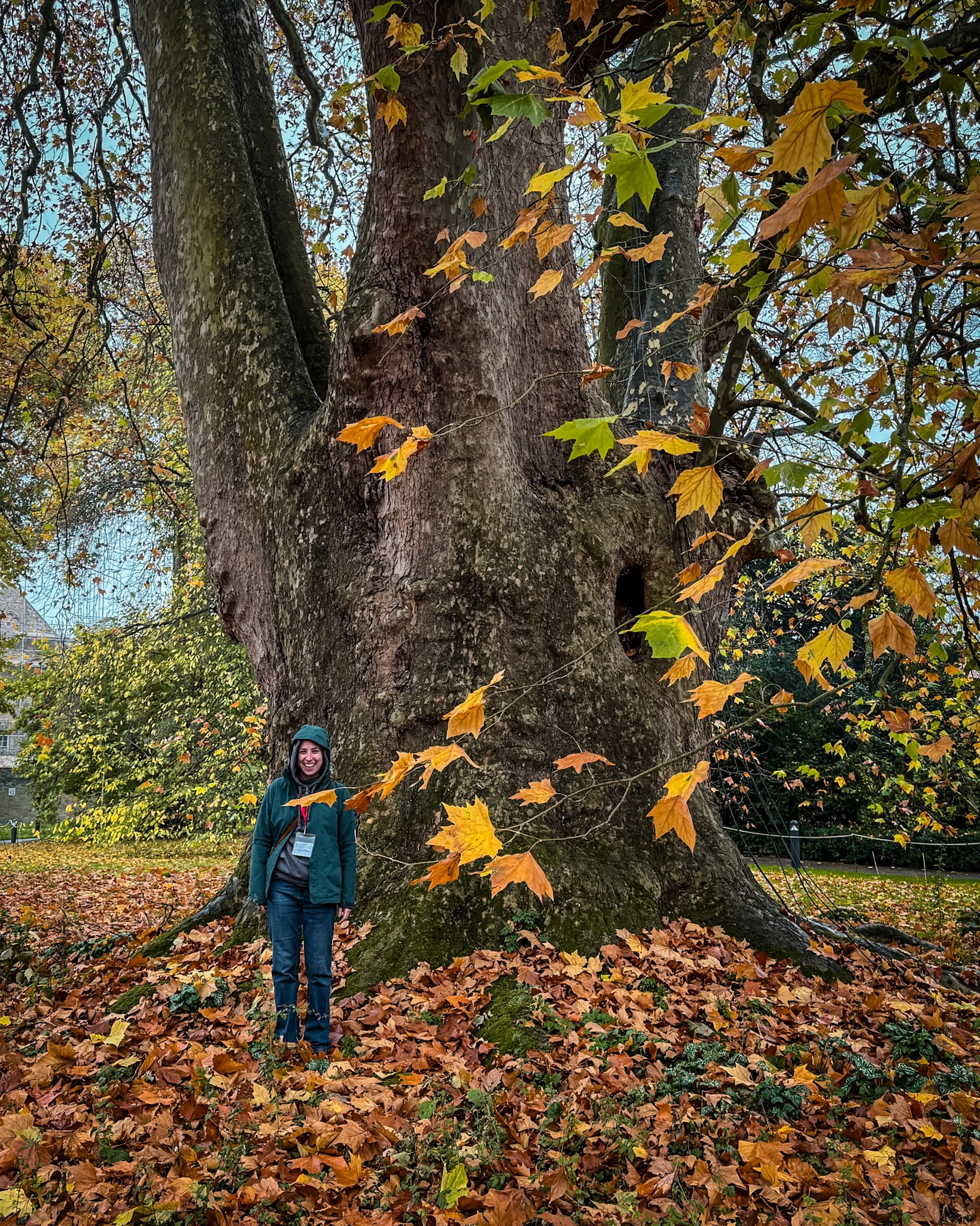 Great London Plane of Ely, Cambridgeshire