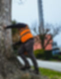 Tree Inspection and Reports at a Theme Park.jpg