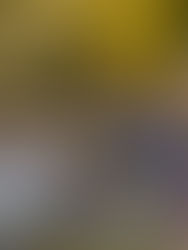 Drones in Arboriculture: A Viable Survey Solution for Arboriculture and Ecology?