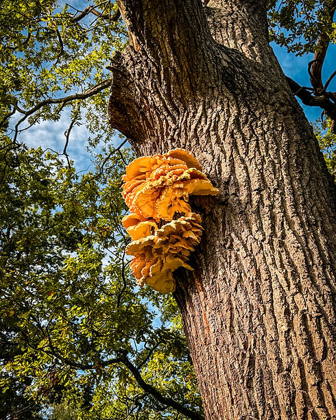 Chicken of the woods Oak-Arb Innovators.JPG