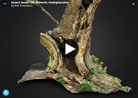 Ancient Sessile Oak, Blidworth 3D Model captured by Arb Innovators during a Tree Survey.