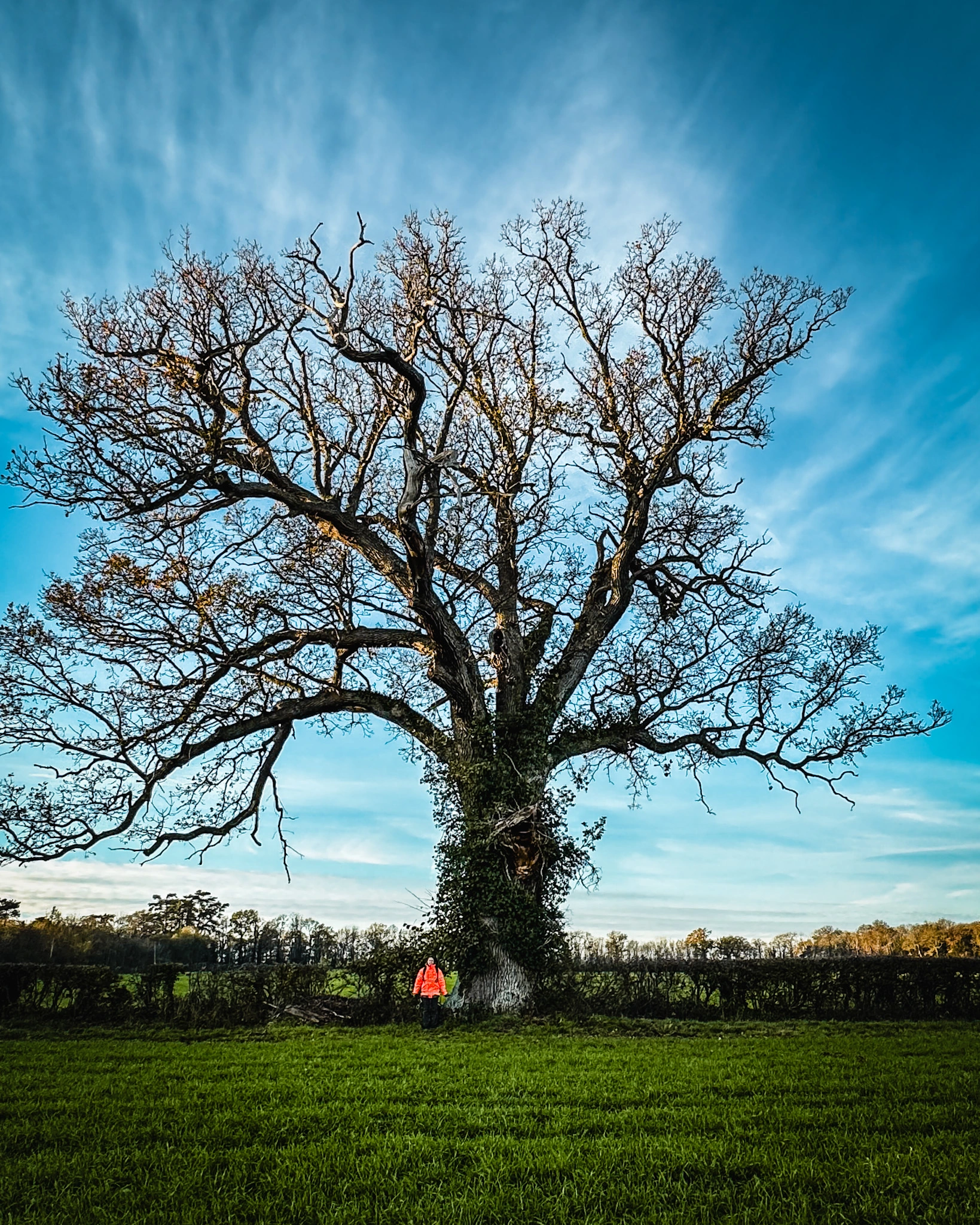 Veteran Oak surveyed during a BS5837 Tree Survey