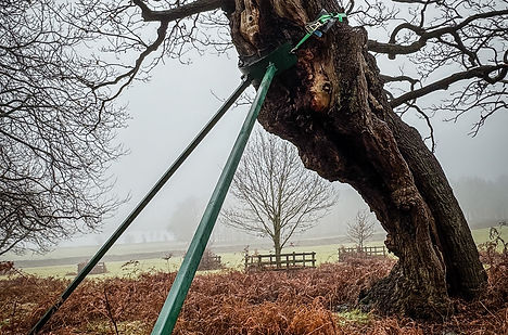 Veteran Tree Management