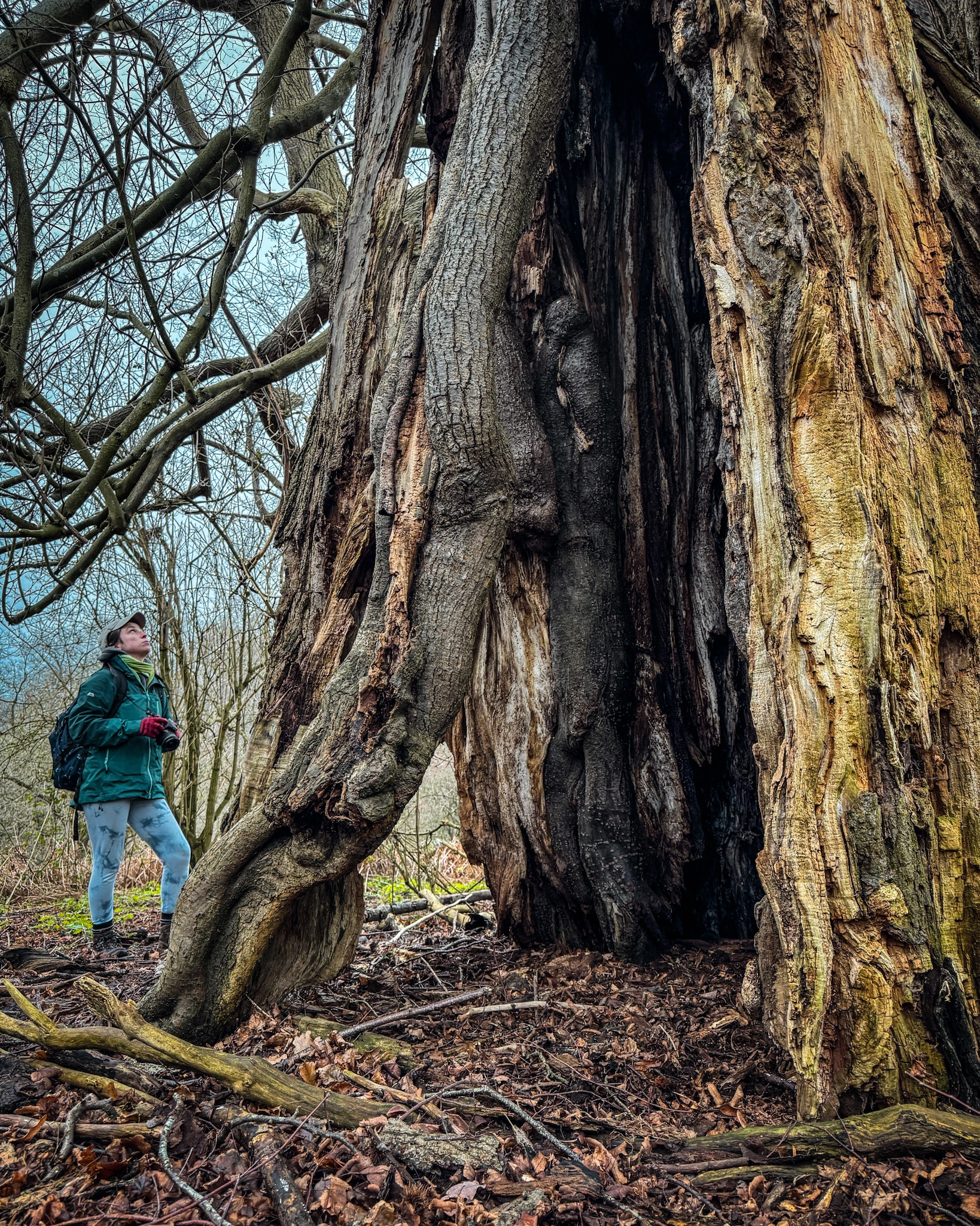 Katie Lewis and an ancient Lime tree at Calke Abbey, Derbyshire