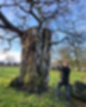 ARB Innovators consultant taking a photo of an ancent oak during a Veteran Tree Survey.