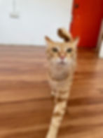 WhatsApp Image 2025-02-22 at 10.31.56 AM.jpeg