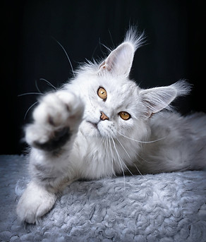 Shaded Maine Coon kitten with a silver undercoat