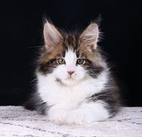 Maine Coon Kitten