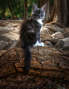 Smoke Maine Coon Kitten