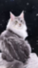 A Silver maine coon cat boy