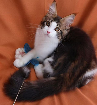 Award winning LMCoonCat Maine Coon from our breeding program