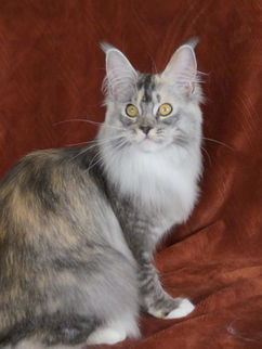 Silver torbie and white Maine Coon kitten with silver tabby pattern, red patches, and white markings