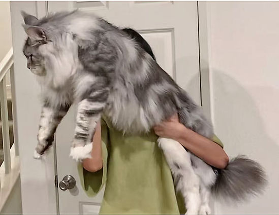 Giant Maine Coons