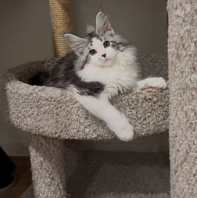 LMCooNCat Maypo, she is silver tabby with white maine coon girl