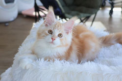 Cameo Maine Coon Kitten